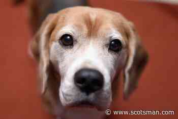 Pet food: We love our animal companions, but what are we feeding them? – Philip Lymbery - The Scotsman