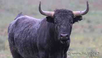 Dax officialise les ganaderias de sa temporada 2022 - Midi Libre