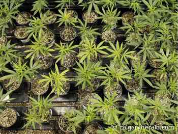 AGLC delays enforcing age-gating laws on online cannabis sales - Calgary Herald