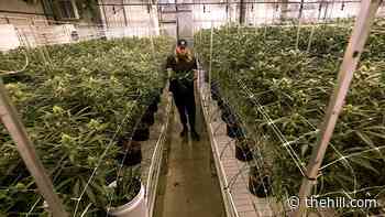 House poised to pass bill legalizing marijuana