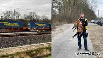 Ausgebüxt in Kiel: Polizeibekannte Schafe stoppen Zugverkehr | Regional - BILD