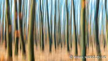 A Bold Idea to Stall the Climate Crisis—by Building Better Trees