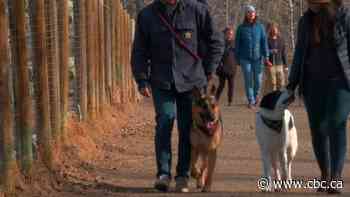Wildlife groups say Calgary's off leash dogs causing problems - CBC.ca