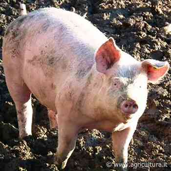 Peste suina africana. Guberti (Ispra): 'Le recinzioni bloccano la diffusione del virus. In Belgio malattia eradicata con 3 mln euro' - Agricultura.it