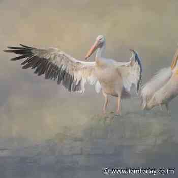 Isle of Man Photographic Society column: Our battle with Oldham and Rochdale | iomtoday.co.im - Isle of Man Today