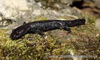 Great crested newts get new habitat at Oldham's Northern Roots - The Oldham Times