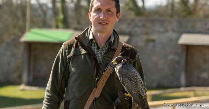 Geier, Adler, Uhus: Neuer Falkner auf Schloss Rosenburg