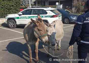 Lieto fine per i due asinelli vaganti a Nosate, recuperati dalla Polizia locale - MalpensaNews.it