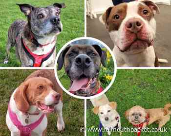 Six dogs at National Animal Welfare Trust Cornwall looking for forever homes - Falmouth Packet