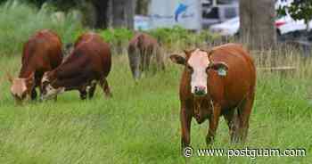 JRM: High-level approval, lease needed to graze on federal land - The Guam Daily Post