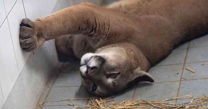 Asthma-Diagnose für Puma aus Holzkiste?