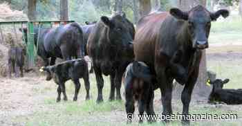 Cattle market frustrates, but fundamentals are better this spring