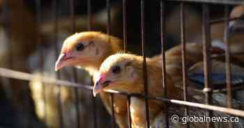 Bird flu found at southern Ontario poultry farm
