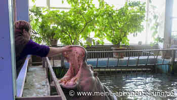 Ukraine-Krieg: Zoo in der Ukraine unter Beschuss – Tiere harren aus