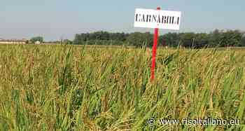 MORTARA IN MOVIMENTO - RisoItaliano | Il portale del riso - Risoitaliano.eu