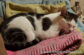 Bolton: Female cat in need of furever home - The Bolton News
