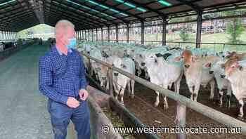 Lumpy skin disease threat increased - Western Advocate