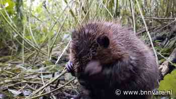 Jonge bever wast zich | Zelf Geschoten - Vroege Vogels - BNNVARA