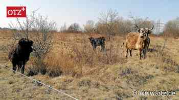 Neue gutmütige Bewohner auf dem Jenaer Windknollen