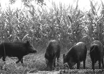 Feral swine research pinpoints anthrax risk zones for livestock