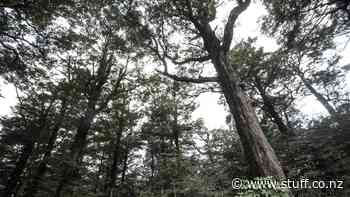 Residents aghast trees in mature native forest in Upper Hutt being felled - Stuff