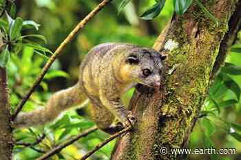 Solving the mystery of how Zamias live in the forest canopy - Earth.com
