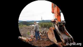 A logging loophole is clear-cutting the Tongass National Forest - Grist - Grist