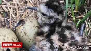 Pleas to save New Forest ground-nesting birds - BBC.com
