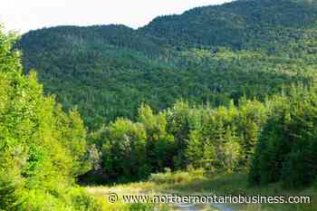 OPINION: Forest biomass key to North's energy needs - Northern Ontario Business