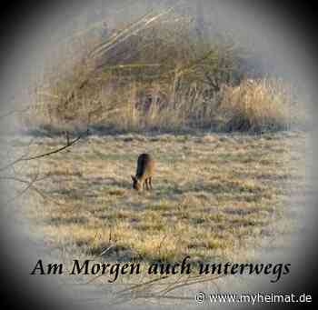 Auch sie waren am Morgen ( 24. März 2022 ) unterwegs - Lutherstadt Wittenberg - myheimat.de - myheimat.de