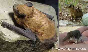 Hiding in plain sight: HUNDREDS of new species of mammals are yet to be discovered