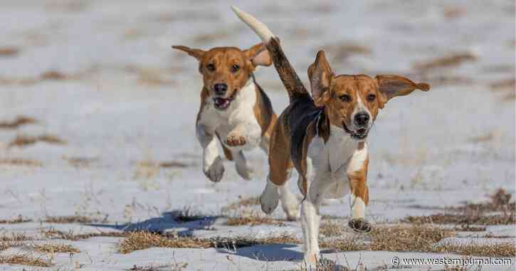 Virginia Animal Rescue Saves 400 Research Beagles and Helps Them Find Forever Homes
