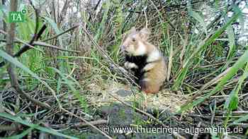 Erste Feldhamster strecken die Nase aus dem Bau - Freiwillige Helfer gesucht - Thüringer Allgemeine