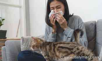 Gene-edited cats could stop owners sneezing by slashing protein that triggers allergy 