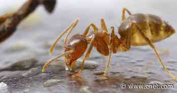 Apocalyptic, Acid-Spewing Crazy Ants Succumb to Fungus, Scientists Find     - CNET