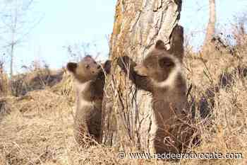 Discovery Wildlife Park supports aims of proposed animal protection law – Red Deer Advocate - Red Deer Advocate