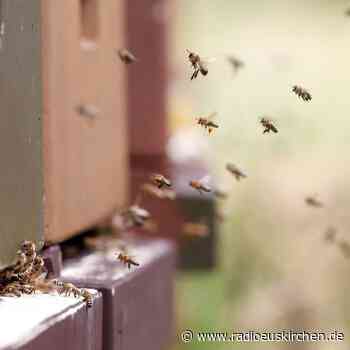 Zahl der Imker wächst - Frauen sind auf dem Vormarsch - radioeuskirchen.de