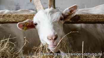 Teurer Diesel, teures Futter: Landwirte in der Zwickmühle