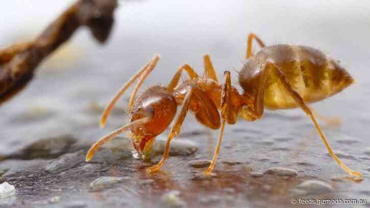 Infectious Fungus Wreaks Havoc on Crazy Ants — and Scientists Are Thrilled