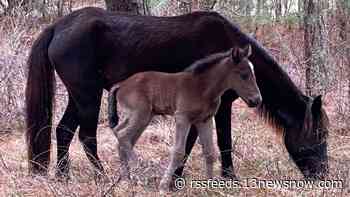 Oh baby! Outer Banks welcomes first colt of the year: Charlie