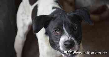 Erlangen: Jugendlicher fährt nichtsahnend auf Rad - und wird urplötzlich von Hund attackiert - inFranken.de