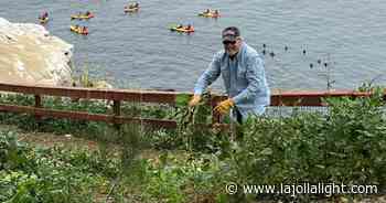 Polishing the Jewel: Weeds get the sack at Coast Walk Trail - La Jolla Light