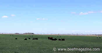 Kansas Mesonet rolls out Wheat First Hollow Stem tool