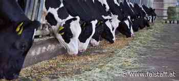 Krieg in Europa: Ist Billigfleisch bald Vergangenheit?