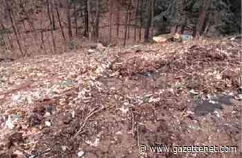 Amherst conservation panel orders developer to redress wetlands damage - GazetteNET