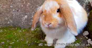'Terrified rabbits' dumped in baffled mum's garden - Grimsby Live - Grimsby Live