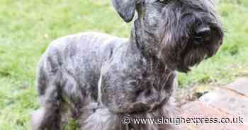 Old Windsor and Langley pooches scoop Crufts awards - Slough and Windsor Express