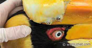 3D Printing Saved This Vulnerable Bird's Life     - CNET