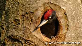Klopf, klopf, wer ist da? - Dachau - SZ.de - Süddeutsche Zeitung - SZ.de
