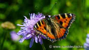 Artenschutz im im Landkreis Dachau: Blüh-Projekt für zwei Gemeinden - Süddeutsche Zeitung - SZ.de